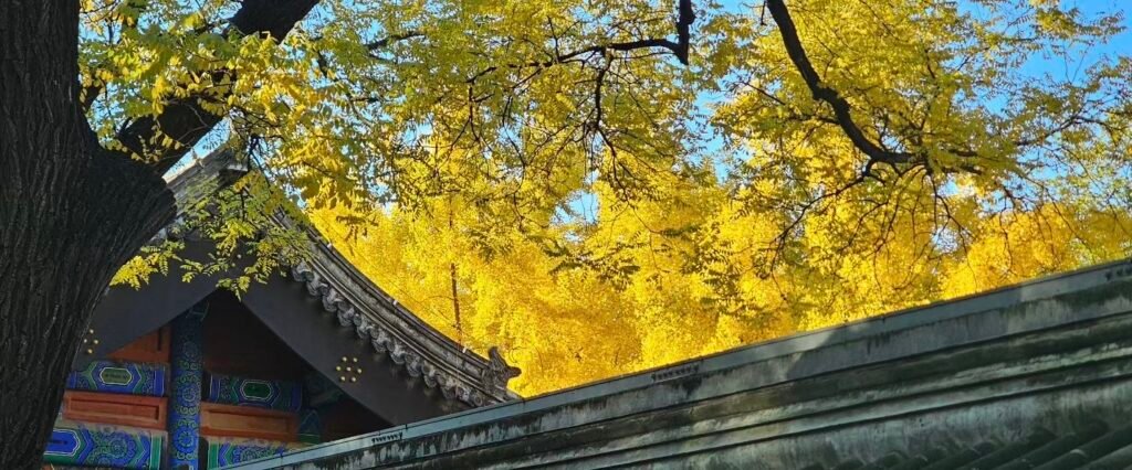 Traditional Beijing architecture surrounded by golden autumn trees