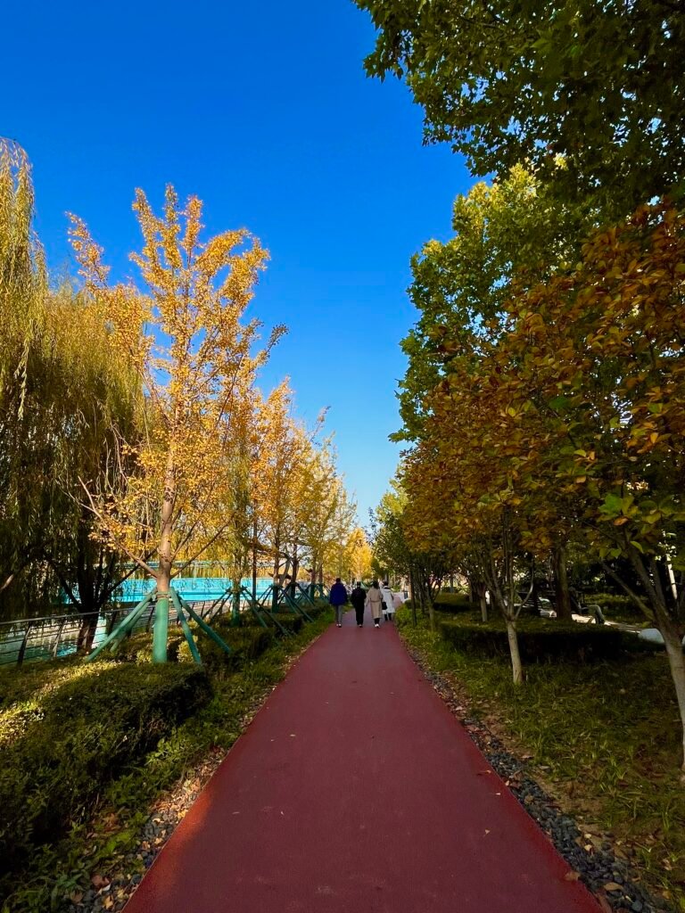 Golden ginkgo trees in Beijing during autumn season