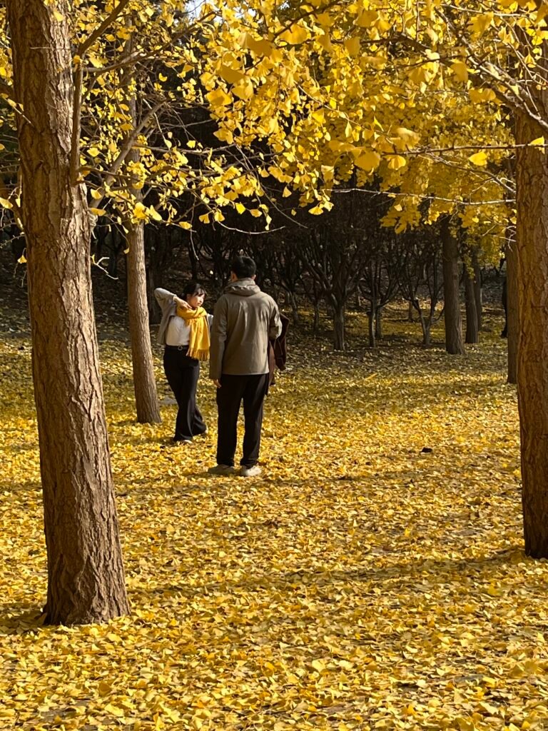 Ginkgo leaves falling in Chaoyang Park Beijing